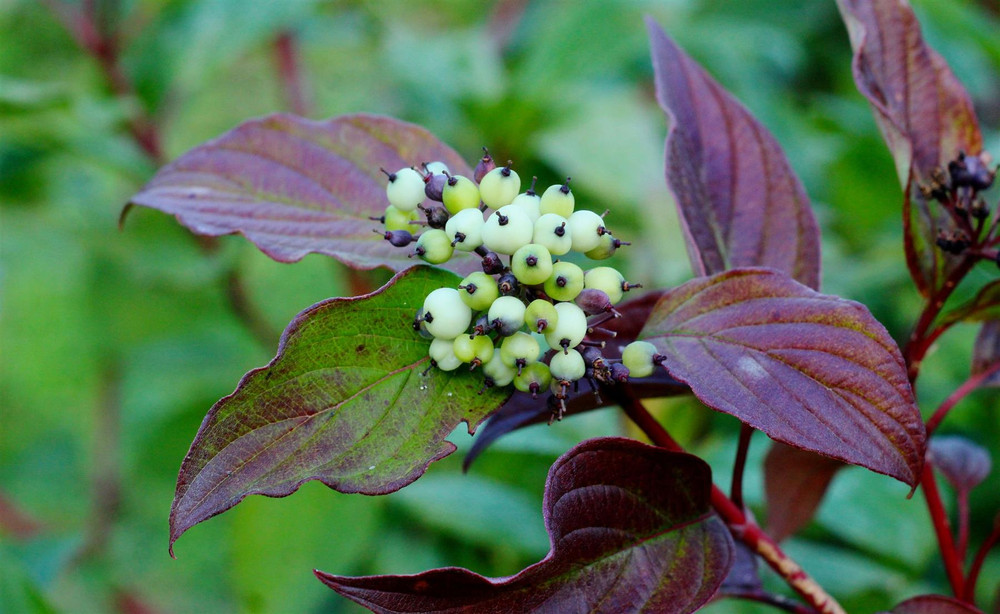 Cornus alba Siberian Pearls Dogwood Shrub, Supplied in 3L Pot by Direct Plants