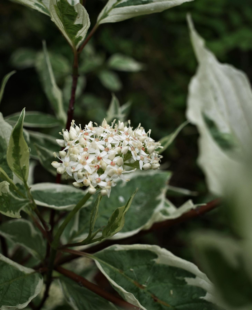 Cornus alba Ivory Halo Dogwood Shrub, Supplied in 3L Pot by Direct Plants
