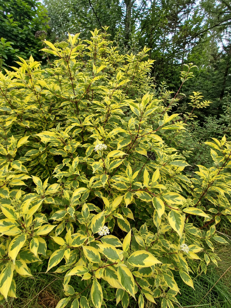 Cornus alba Gouchaultii Dogwood Shrub, Supplied in 3L Pot by Direct Plants