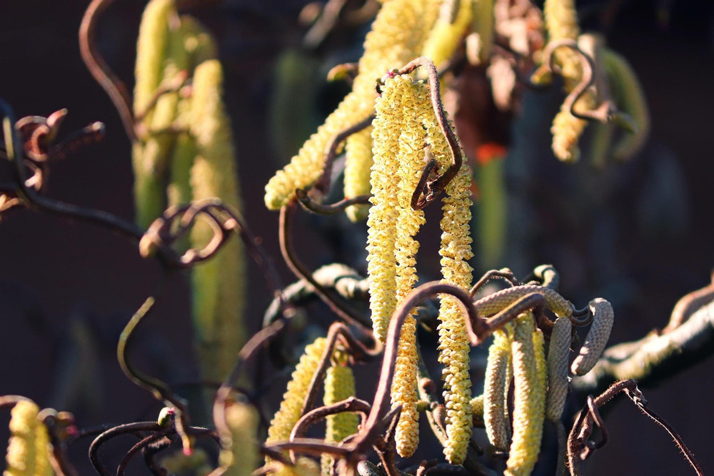 Corylus avellana Medusa Corkscrew Hazel Shrub, Supplied in 3L Pot by Direct Plants