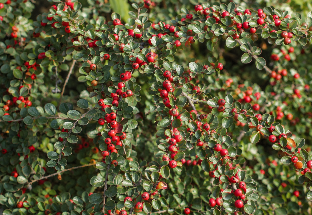 Cotoneaster Franchetii Shrub, Supplied in 3L Pot by Direct Plants