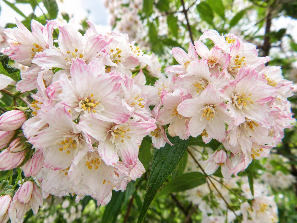 Deutzia x hybrida Tokyo Delight Shrub, Supplied in 3L Pot by Direct Plants