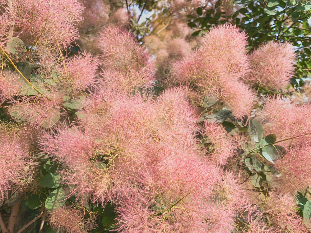 Cotinus coggygria Candy Floss Smoke Bush Shrub, Supplied in 3L Pot by Direct Plants