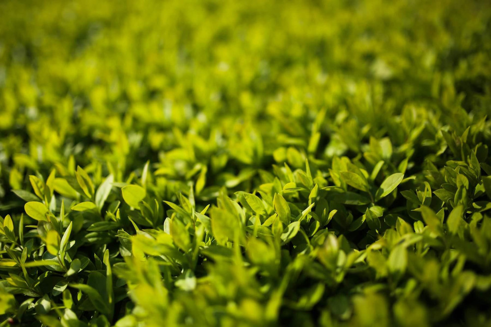 Prunus Cherry Laurel Hedging Plants Pack of 10 30-40cm in Pots By Direct Plants