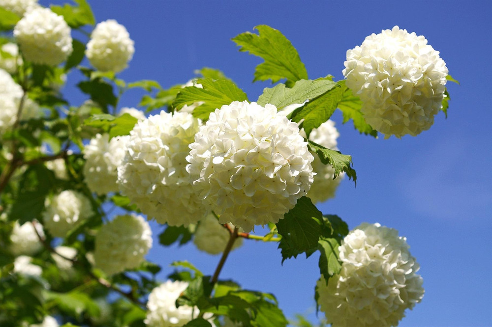 Viburnum Opulus Roseum 3-4ft XL White Flowering Snowball Tree By Direct Plants