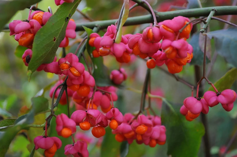 3x Euonymus Europaeus Spindle Trees 5-6ft XL Established Shrubs By Direct Plants