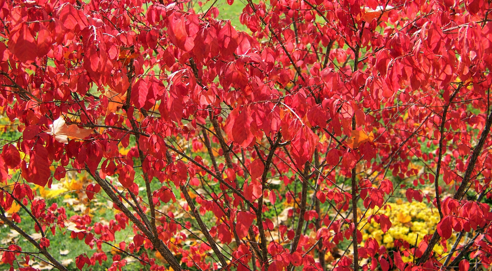 Euonymus alatus Compactus Winged Spindle, Burning Bush Shrub, Supplied in 3L Pot by Direct Plants