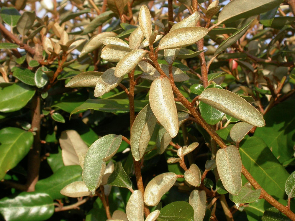 Elaeagnus x ebbingei Shrub, Supplied in 3L Pot by Direct Plants