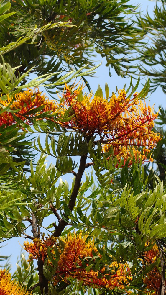 Grevillea Olympic Flame Spider Flower Shrub, Supplied in 3L Pot by Direct Plants