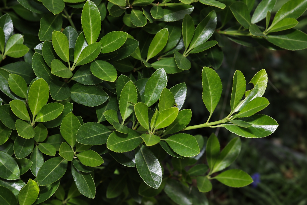 Euonymus japonicus Jean Hugues Japanese Spindle Shrub, Supplied in 3L Pot by Direct Plants