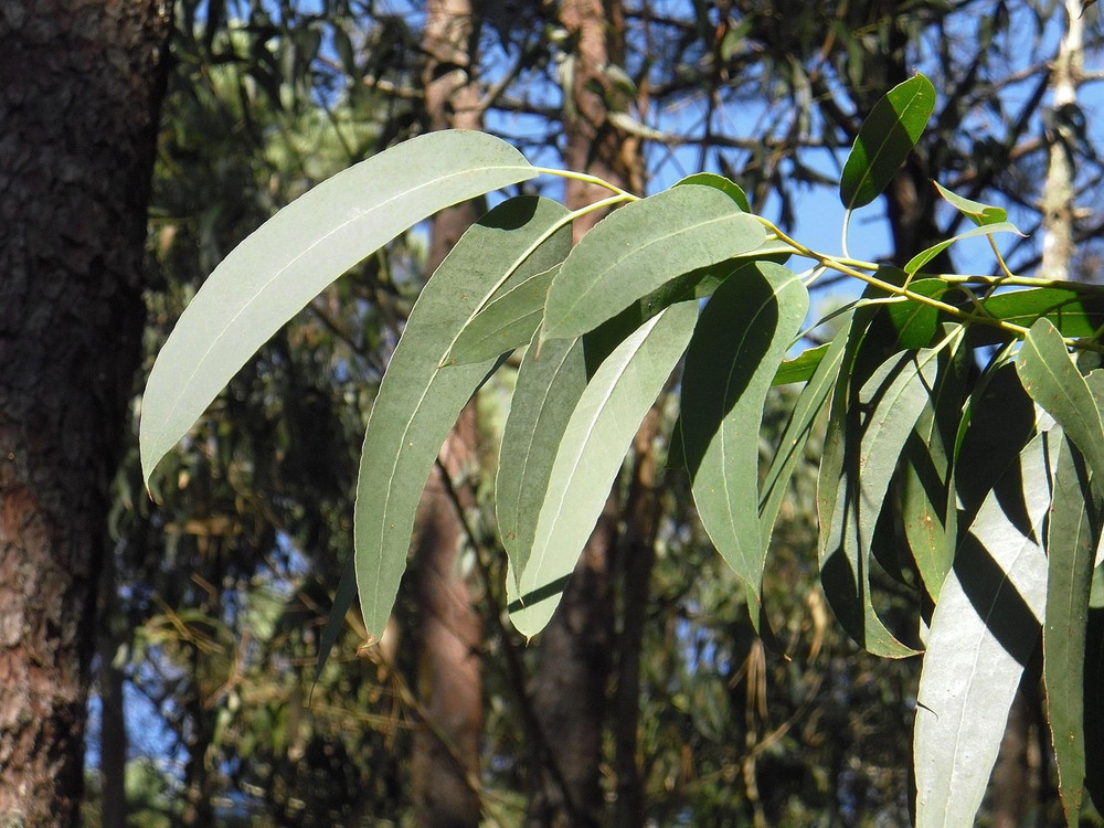Eucalyptus dalrympleana Mountain White Gum Shrub, Supplied in 3L Pot by Direct Plants