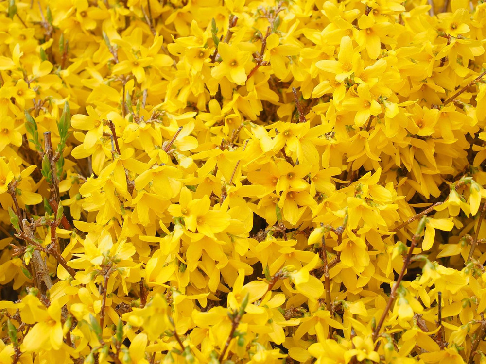 Forsythia x intermedia Gold Rush Shrub, Supplied in 3L Pot by Direct Plants