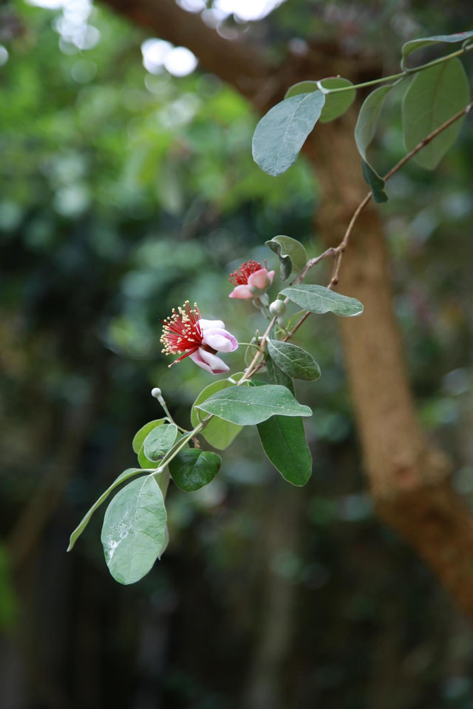 Feijoa Sellowiana Pineapple Guava Shrub, Supplied in 3L Pot by Direct Plants