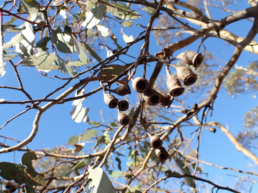 Eucalyptus urnigera Urn-fruited Gum Shrub, Supplied in 3L Pot by Direct Plants