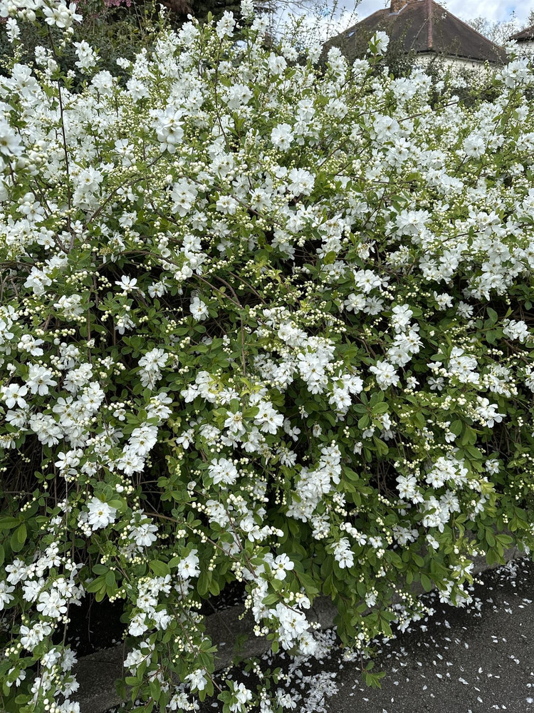 Exochoroda Niagara Pearl Bush Shrub, Supplied in 3L Pot by Direct Plants
