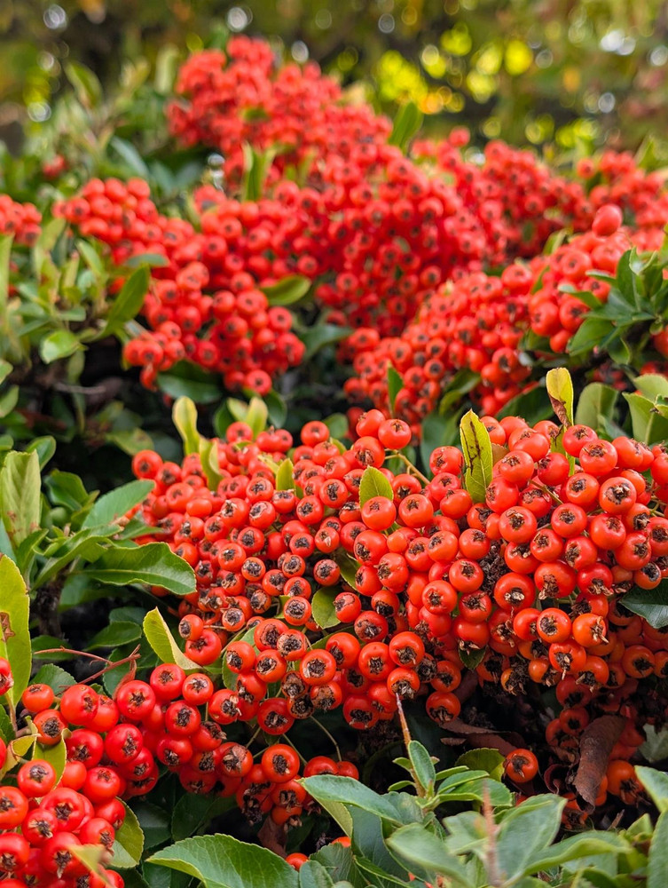 12x Pyracantha Red Column 2ft Evergreen Security Hedging By Direct Plants