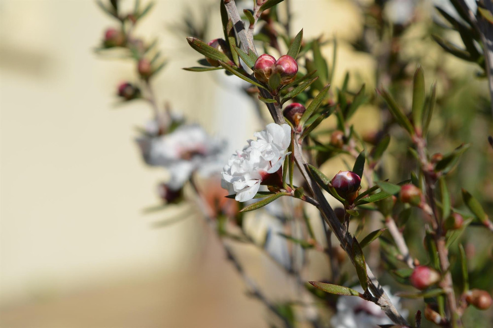 Leptospermum Leonard Wilson 3ft Large Evergreen Shrub Garden Plant