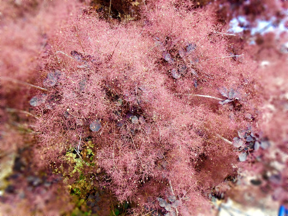 Cotinus Royal Purple Smoke Bush 4ft XL Purple Foliage Shrub 5L Pot – Instant Gardening By Direct Plants