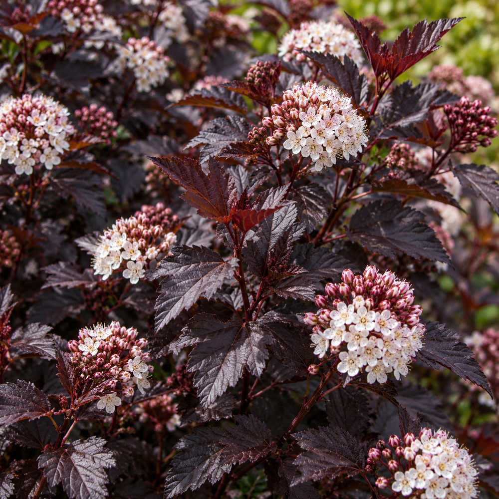 Physocarpus Diablo 40-50cm XL Purple Leaf Flowering Shrub 5L Pot – Instant Gardening By Direct Plants