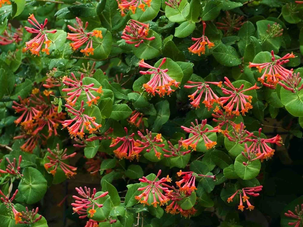 12x Lonicera Dropmore Scarlet Red Flowering Honeysuckle Climbers 9/10cm Pots – Bulk Buy Garden Pack By Direct Plants