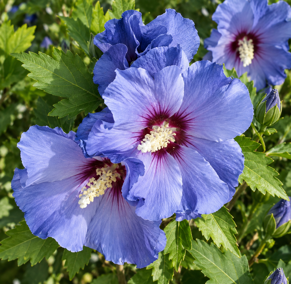 Hibiscus Marina 40-50cm XL Pink Flowering Shrub 5L Pot – Instant Gardening By Direct Plants
