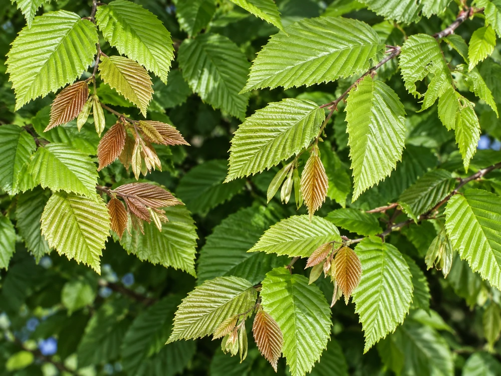 Hornbeam Carpinus Betulus 6-7ft XL Large Hedging Tree 5/7.5L Pot – Instant Gardening By Direct Plants