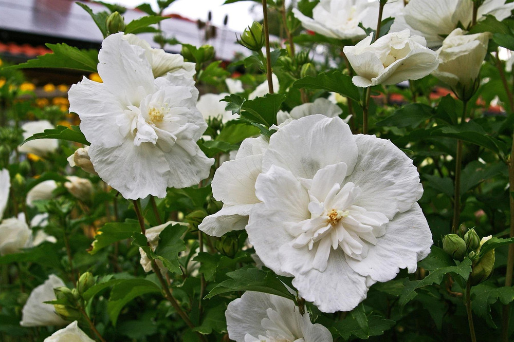 Hibiscus Jeanne d'arc Rose of Sharon Shrub, Supplied in 3L Pot by Direct Plants