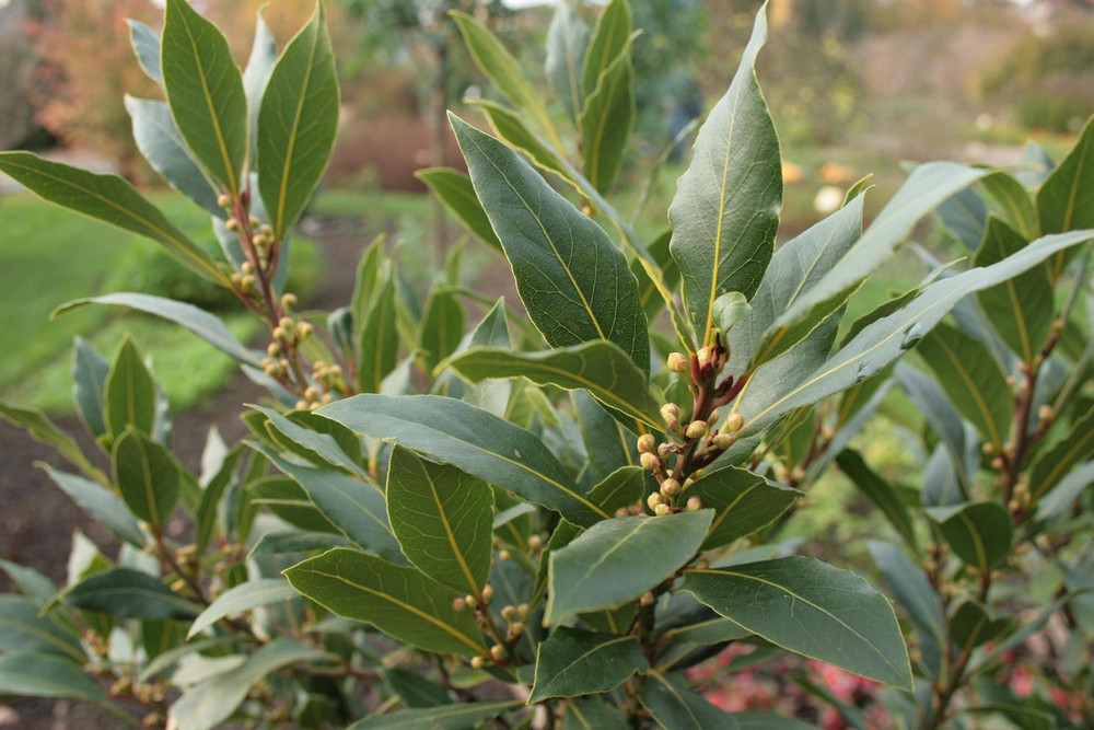 Laurus Nobilis Bay Laurel Shrub, Supplied in 3L Pot by Direct Plants