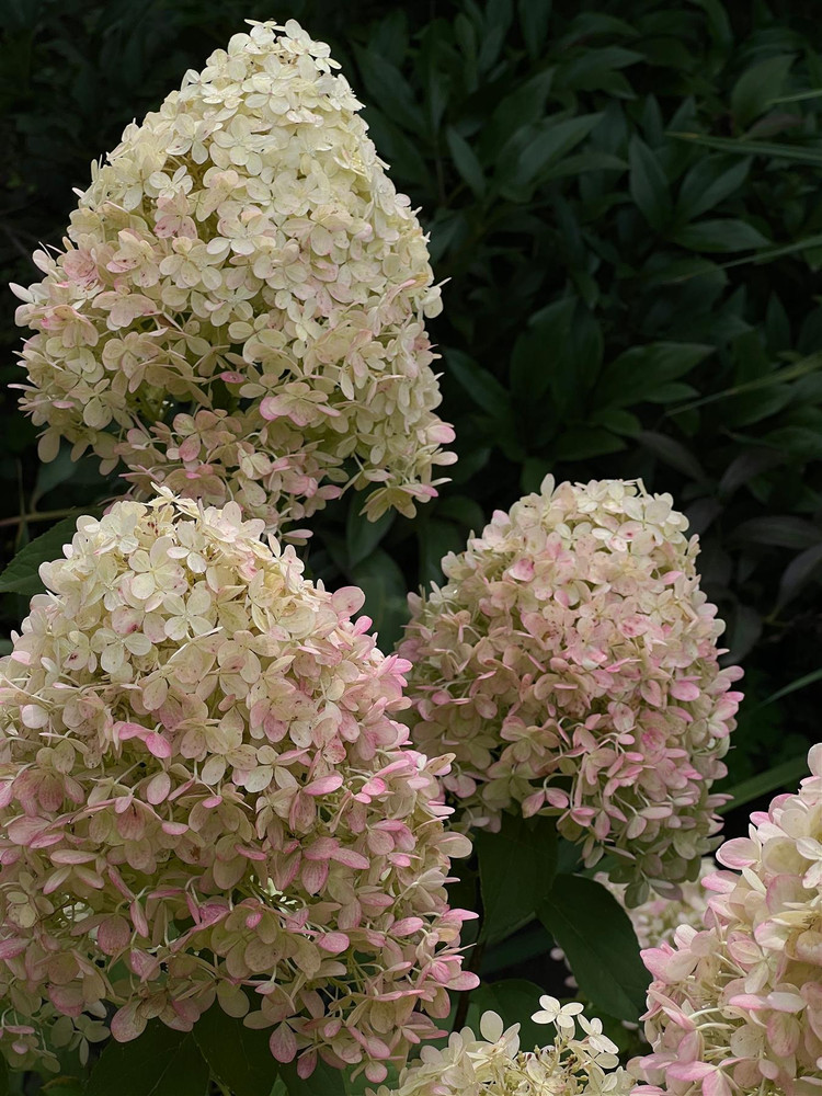 Hydrangea paniculata Little Fresco Shrub, Supplied in 3L Pot by Direct Plants
