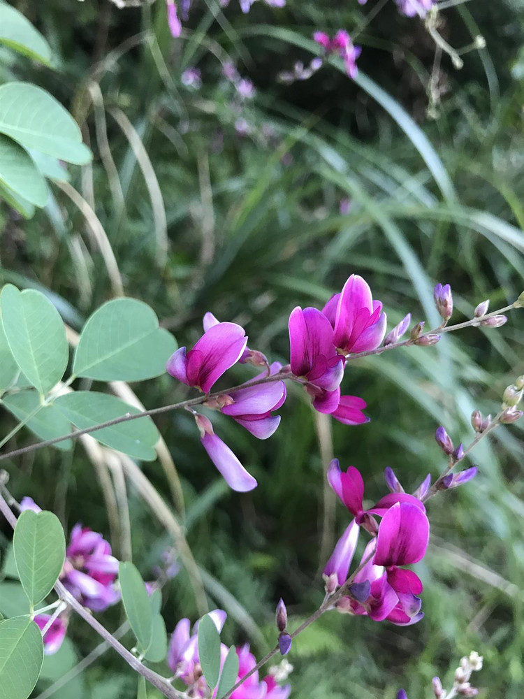 Lespedeza thunbergii Bush Clover Shrub, Supplied in 3L Pot by Direct Plants