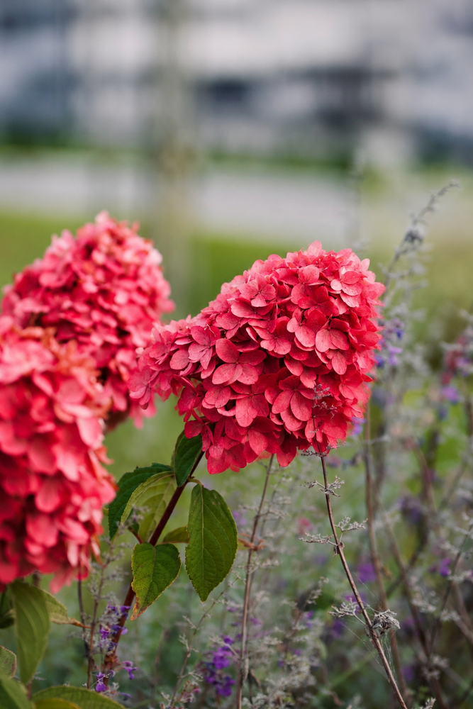 Hydrangea paniculata Diamant Rouge Shrub, Supplied in 3L Pot by Direct Plants