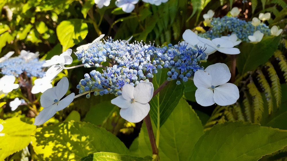Hydrangea macrophylla Libelle Shrub, Supplied in 3L Pot by Direct Plants