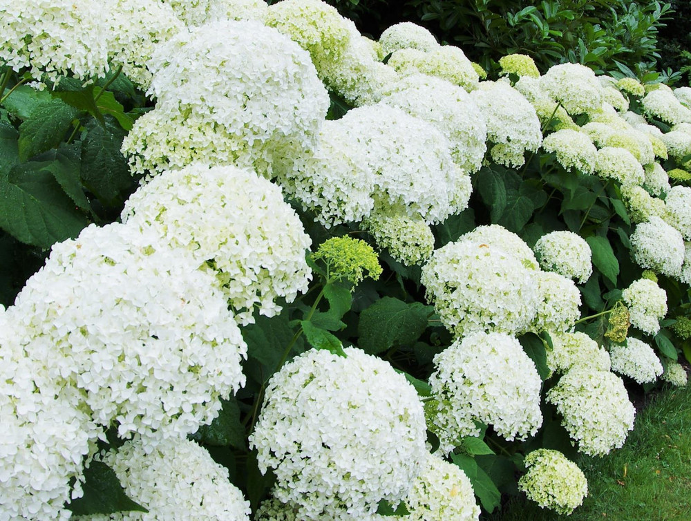 Hydrangea arborescens Annabelle Shrub, Supplied in 3L Pot by Direct Plants