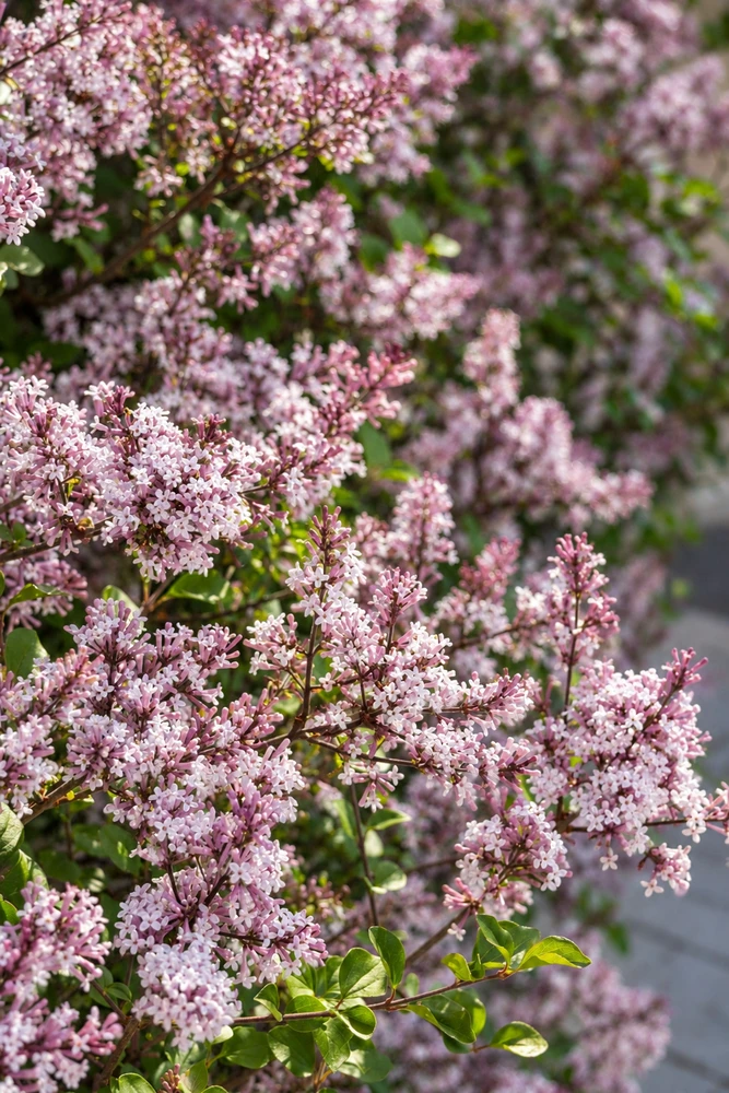 Syringa patula Miss Kim Lilac Shrub, Supplied in 3L Pot by Direct Plants