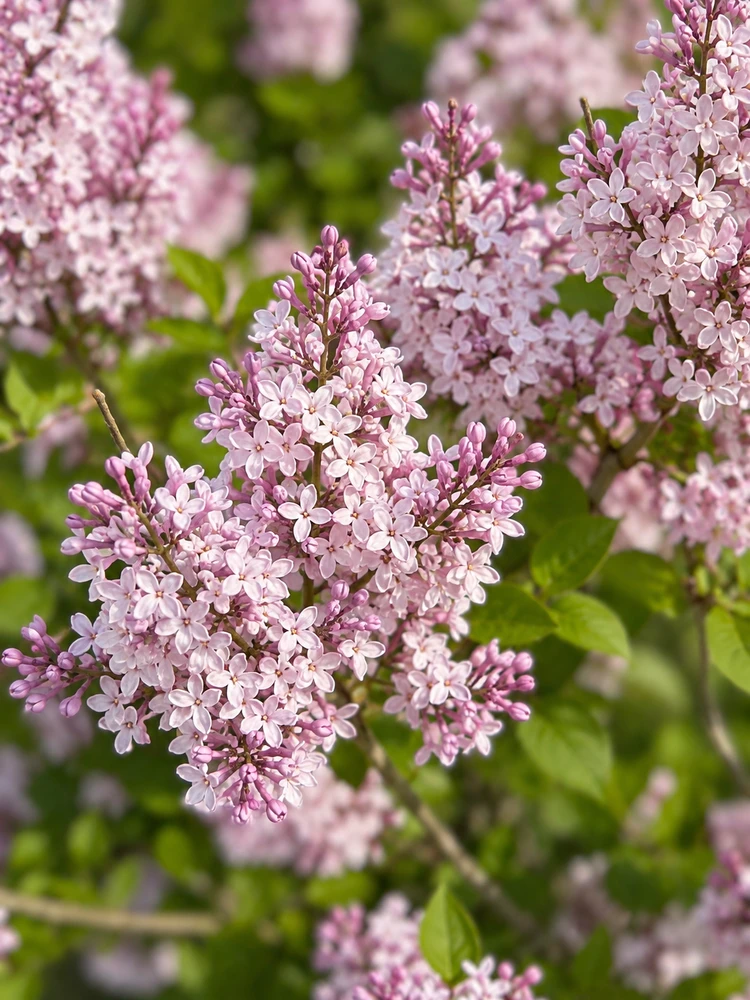 Syringa Josee Lilac Shrub, Supplied in 3L Pot by Direct Plants