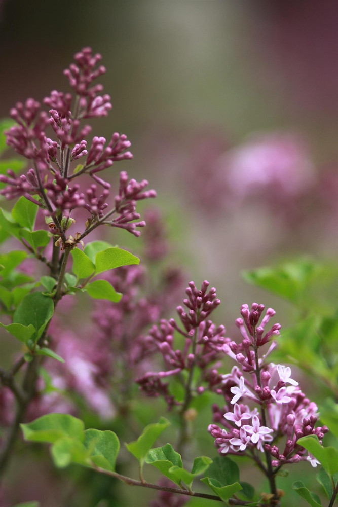 Syringa Flowerfesta Pink Korean Lilac Shrub, Supplied in 3L Pot by Direct Plants