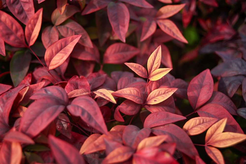 Nandina Blush Pink Heavenly Bamboo Shrub, Supplied in 3L Pot by Direct Plants