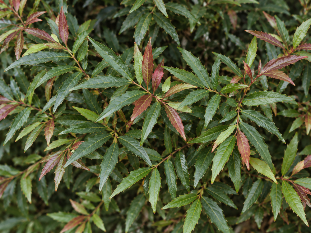 Mahonia sinensis Chinese Mahonia Shrub, Supplied in 3L Pot by Direct Plants