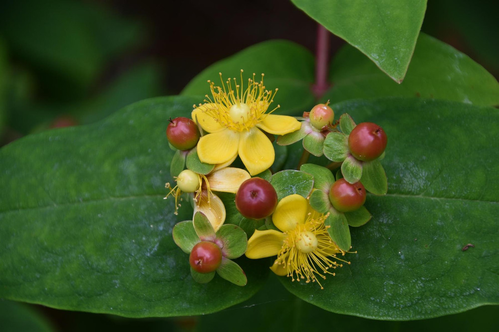 Hypericum Magical Universe St John's Wort Shrub, Supplied in 3L Pot by Direct Plants