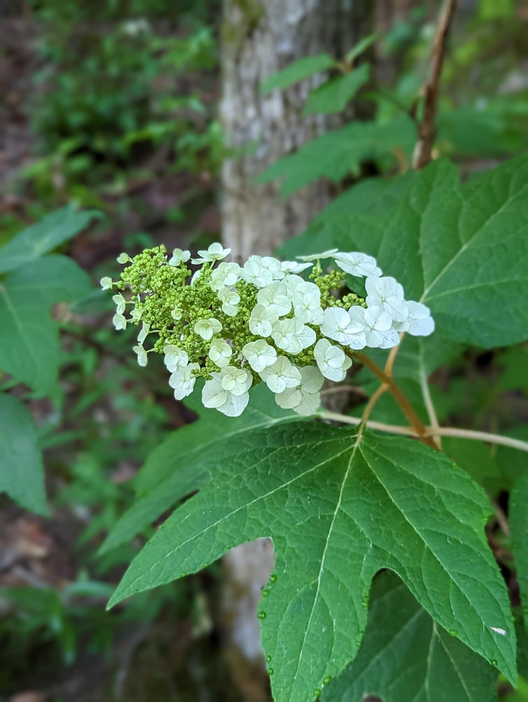 Hydrangea quercifolia Snow Queen Shrub, Supplied in 3L Pot by Direct Plants