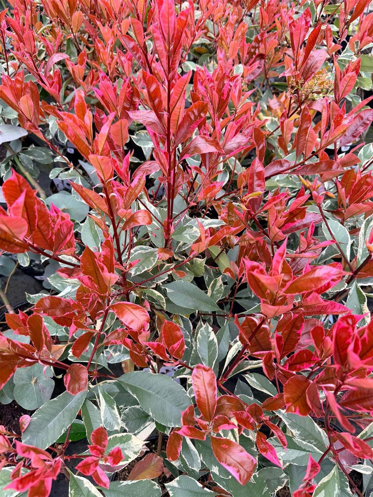 Photinia Louise Christmas Berry Shrub, Supplied in 3L Pot by Direct Plants