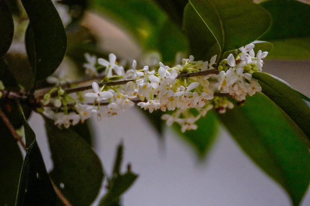 Osmanthus Burkwoodii Shrub, Supplied in 3L Pot by Direct Plants