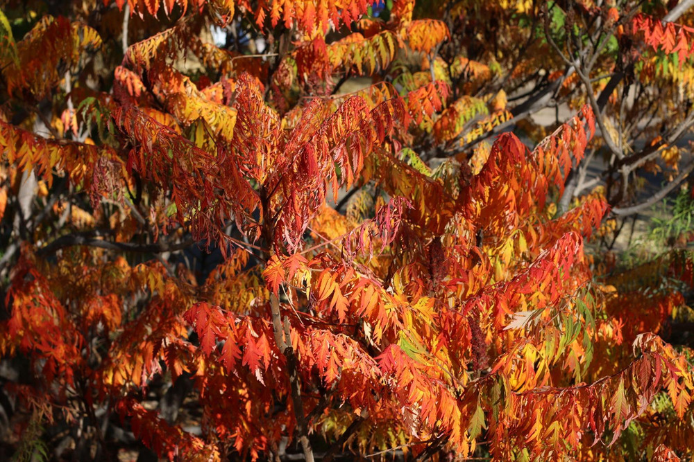 Rhus Tiger Eyes Sumach Shrub, Supplied in 3L Pot by Direct Plants