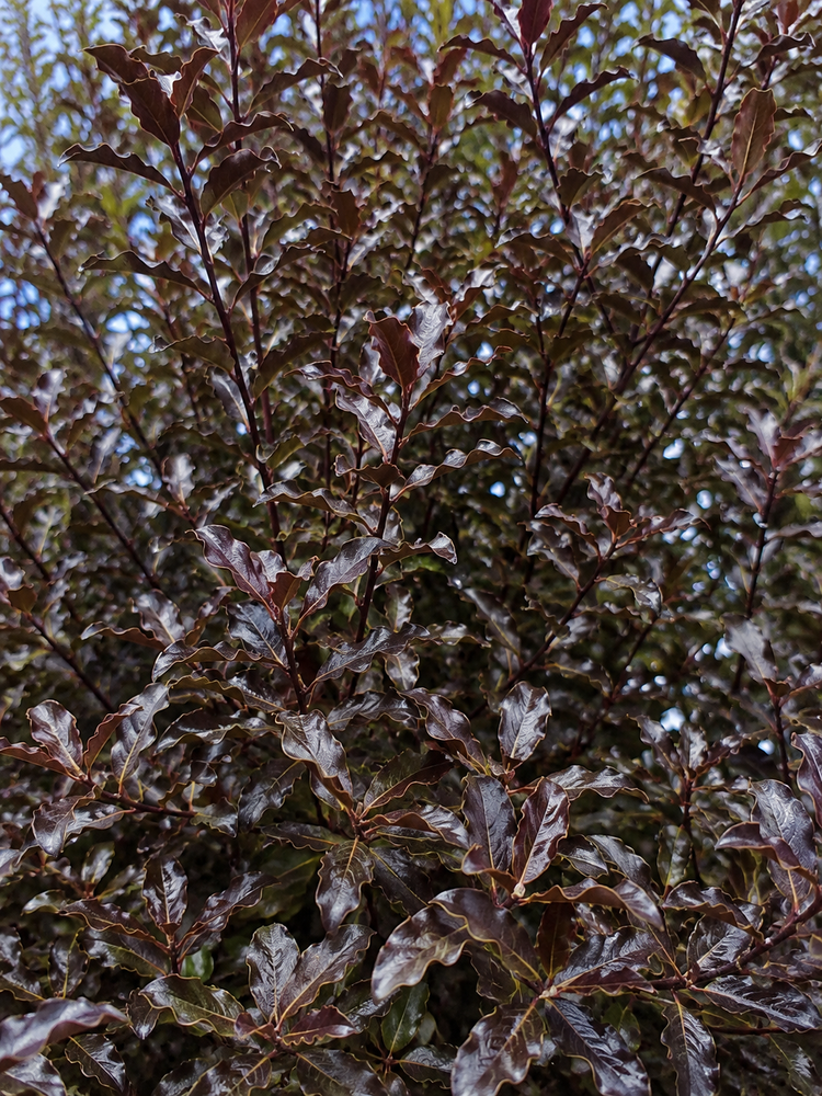 Pittosporum ten. Tom Thumb Tawhiwhi Shrub, Supplied in 3L Pot by Direct Plants