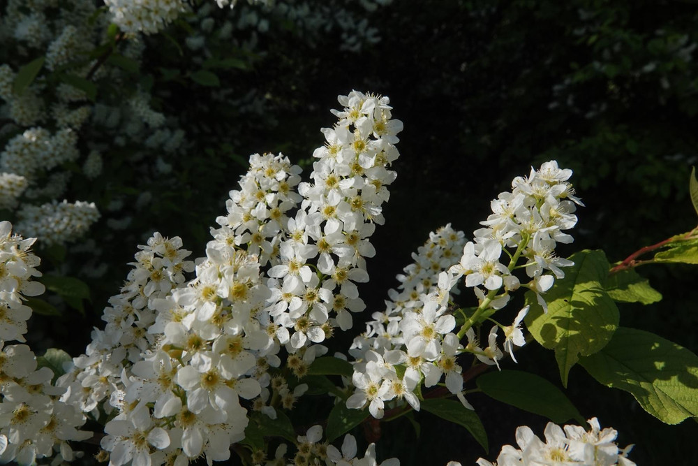 Prunus padus le thoureil Bird Cherry Shrub, Supplied in 3L Pot by Direct Plants