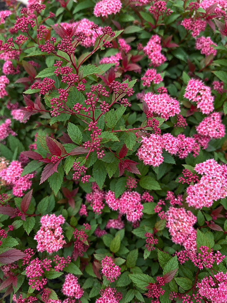 Spiraea japonica Merlo Green Japanese Spirea Shrub, Supplied in 3L Pot by Direct Plants