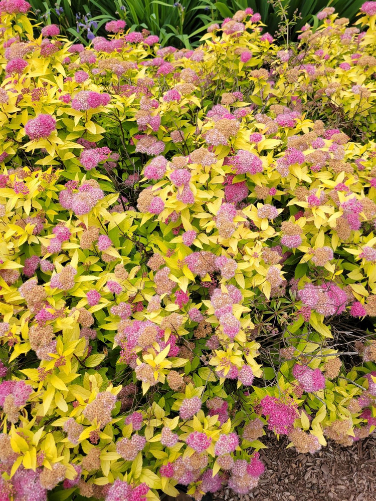 Spiraea japonica Merlo Gold Japanese Spirea Shrub, Supplied in 3L Pot by Direct Plants