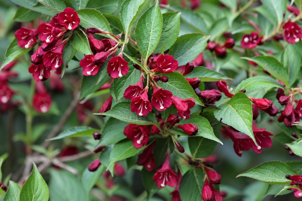 Weigela Red Prince Shrub, Supplied in 3L Pot by Direct Plants