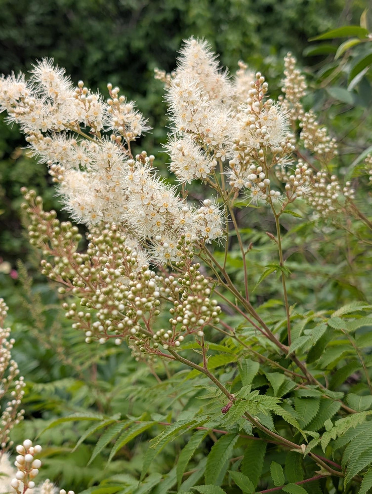 Sorbaria sorbifolia Sem False Spirea Shrub, Supplied in 3L Pot by Direct Plants