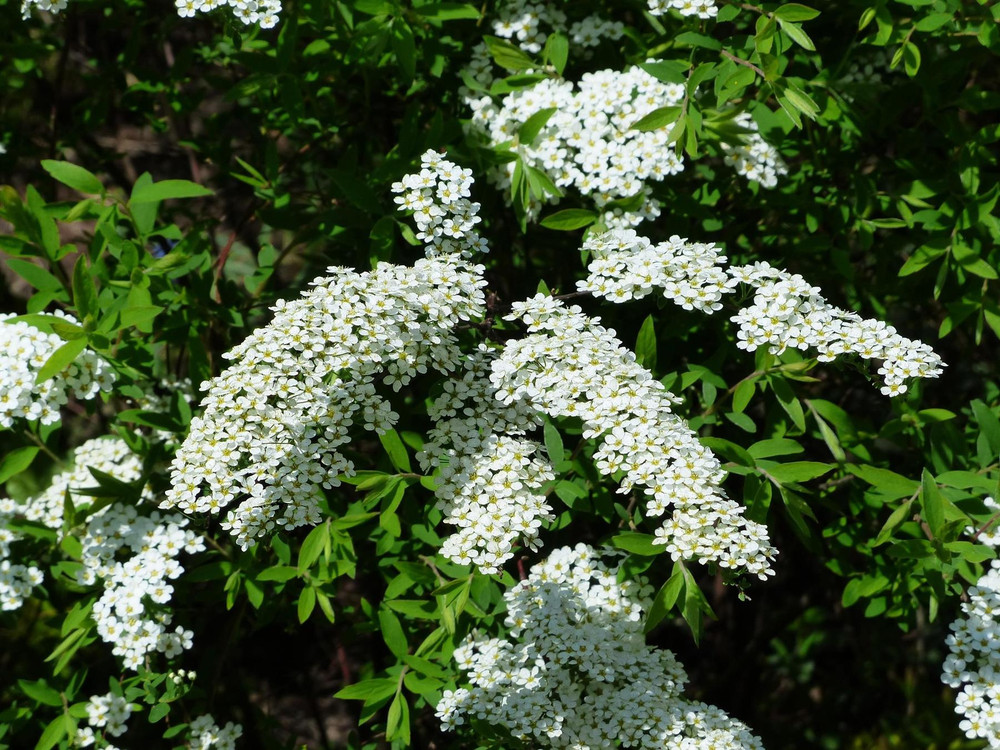 Spiraea Arguta Bridal Wreath Shrub, Supplied in 3L Pot by Direct Plants